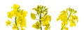 Canola flower isolated. Yellow rape flowers for healthy food oil on field. Rapeseed plant, Canola rapeseed for green Royalty Free Stock Photo