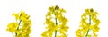 Canola flower isolated. Yellow rape flowers for healthy food oil on field. Rapeseed plant, Canola rapeseed for green Royalty Free Stock Photo