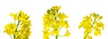 Canola flower isolated. Yellow rape flowers for healthy food oil on field. Rapeseed plant, Canola rapeseed for green Royalty Free Stock Photo
