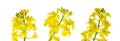 Canola flower isolated. Yellow rape flowers for healthy food oil on field. Rapeseed plant, Canola rapeseed for green Royalty Free Stock Photo