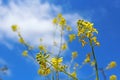 Canola flower, Marian Bear Memorial Park, San Diego Royalty Free Stock Photo