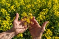 Canola flowers being held in human hand on oilseed feeld background