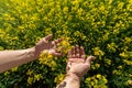 Canola flowers being held in human hand on oilseed feeld background