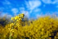 Canola flowers in bloom Royalty Free Stock Photo