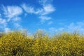 Canola flowers in bloom Royalty Free Stock Photo