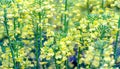 Canola flowers bloom yellow in the field Royalty Free Stock Photo