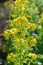 Canola flowers. Brassicaceae, flowering period is from February to May. Royalty Free Stock Photo