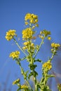 Canola flowers. Brassicaceae, flowering period is from February to May. Royalty Free Stock Photo