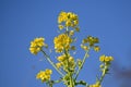 Canola flowers. Brassicaceae, flowering period is from February to May. Royalty Free Stock Photo