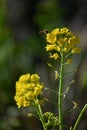 Canola flowers. Brassicaceae, flowering period is from February to May. Royalty Free Stock Photo