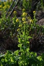 Canola flowers. Brassicaceae, flowering period is from February to May. Royalty Free Stock Photo