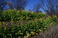 Canola flowers. Brassicaceae, flowering period is from February to May. Royalty Free Stock Photo