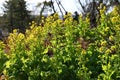 Canola flowers. Brassicaceae, flowering period is from February to May. Royalty Free Stock Photo