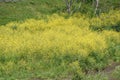 Canola flowers in full bloom. Royalty Free Stock Photo