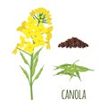 Canola Flowers with Pod and Seeds in flat style