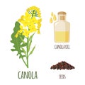 Canola Flowers with Pod and Seeds in flat style