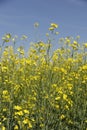 Canola growing in Manitoba Royalty Free Stock Photo
