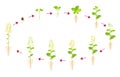 Canola growth cycle. Development phases of rapeseed are from seed to harvest. Growing oilseed crops.