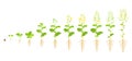 Canola growth cycle. Phases of rapeseed development. Vector illustration growing seedlings.