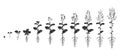 Canola growth cycle. Silhouette stages of rapeseed germination. Vector illustration of phases of plant sprouts