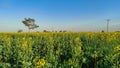 Canola musatrd crop field rurla area in Pakistan