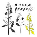 Canola, mustard. Vector plant. Organic food