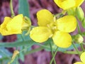 Canola Royalty Free Stock Photo