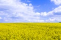 Canola,Oilseed Royalty Free Stock Photo