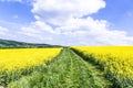 Canola,Oilseed Royalty Free Stock Photo