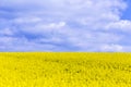 Canola,Oilseed Royalty Free Stock Photo