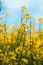 Canola or oilseed rape crop is bright-yellow flowering plant cultivated mainly for its oil-rich seed Royalty Free Stock Photo