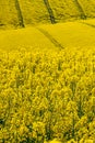 Vivid Yellow Canola Crops Royalty Free Stock Photo