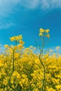 Canola or rapeseed crop is bright-yellow flowering plant cultivated mainly for its oil-rich seed Royalty Free Stock Photo