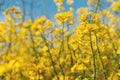 Canola or rapeseed crop is bright-yellow flowering plant cultivated mainly for its oil-rich seed Royalty Free Stock Photo