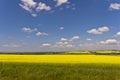 Canola/Rapeseed crop Royalty Free Stock Photo