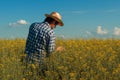 Canola rapeseed farmer looking over cultivated field in bloom Royalty Free Stock Photo