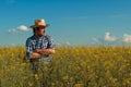 Canola rapeseed farmer looking over cultivated field in bloom Royalty Free Stock Photo