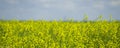 Canola Rapeseed field on a farm in Alberta Royalty Free Stock Photo