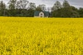 Canola ,rapeseed field with farm house. Royalty Free Stock Photo