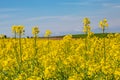 A Spring Sussex Farm Landscape with a Canola/Rapeseed Field Royalty Free Stock Photo