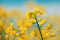 Canola, rapeseed or oilseed rape crop is bright-yellow flowering plant cultivated mainly for its oil-rich seed Royalty Free Stock Photo