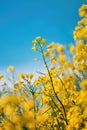 Canola, rapeseed or oilseed rape crop is bright-yellow flowering plant cultivated mainly for its oil-rich seed Royalty Free Stock Photo