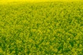 Canola ripening in the summer feilds Royalty Free Stock Photo