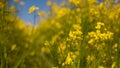 canola stalks with yellow blossom flowers in rapeseed field on blue sky background