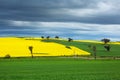 Canola and wheat fields Royalty Free Stock Photo