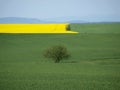 Canola and Wheat Fields