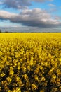 Canola Yellow field Royalty Free Stock Photo