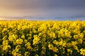 Canola Yellow Field, Landscape On A Background Of Clouds At Sunset, Rapeseed