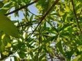 The canon ball tree leafs medicine for various health problems.