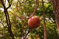 Canon ball tree`s fruit